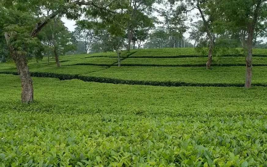 Assam tea Garden